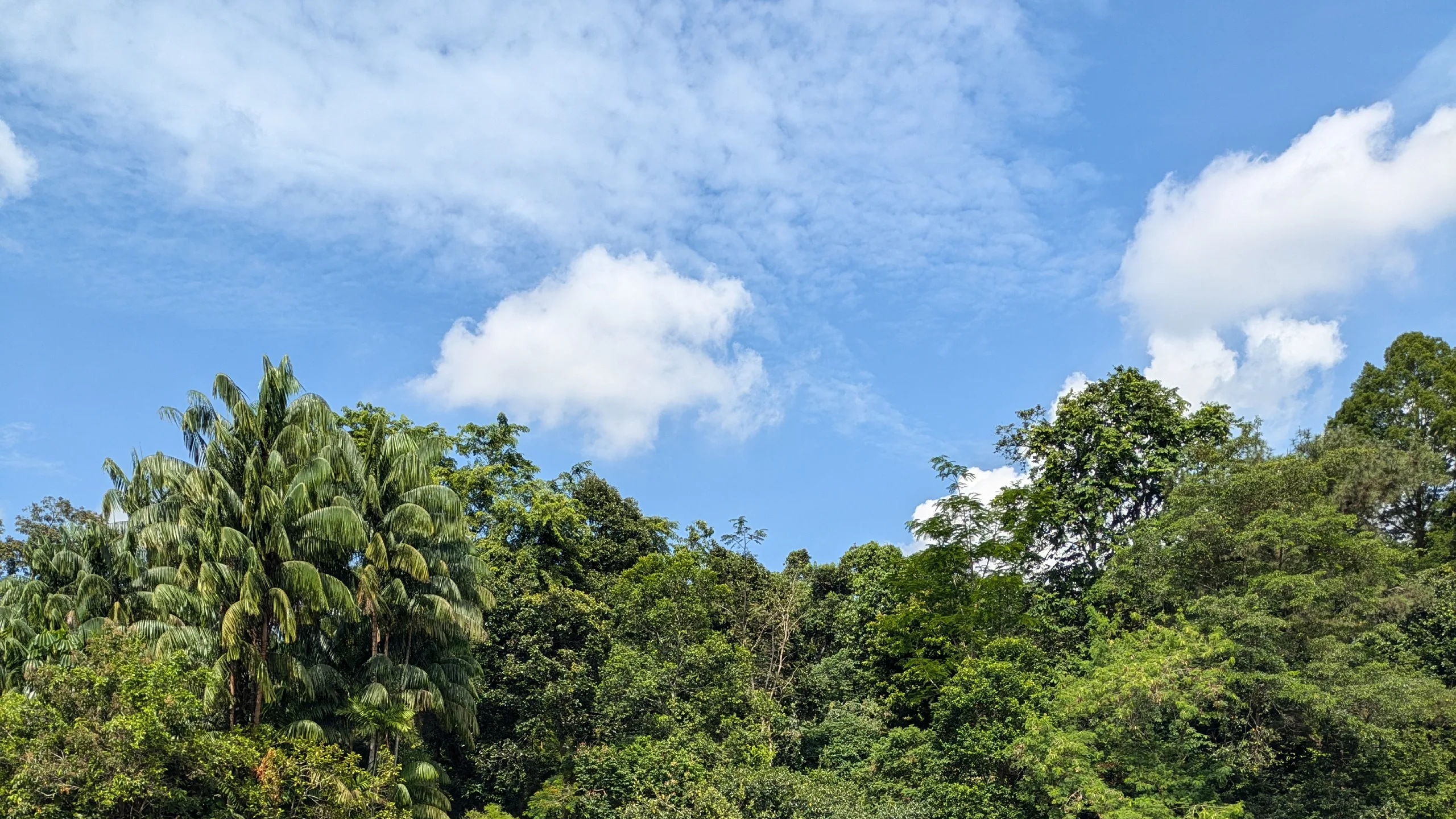Lush trees and palm trees in the botanic gardens of Singapore.